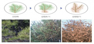 경주시, 문화재구역 소나무 재선충 예방 `총력` 