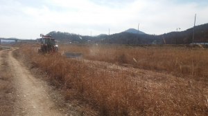 경주시, 서천둔치 묵은 억새 생육 환경개선 