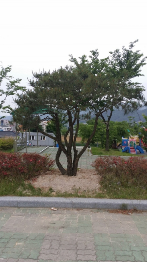 경주시,외동읍 발전 염원 담은 소나무 헌증 기념 식재 