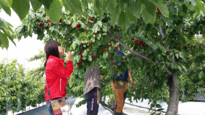경주시,새콤달콤`경주체리`소비자의 입맛을 자극하다.  