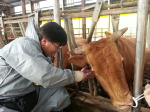 경주시, 소 결핵 일제검사 실시 