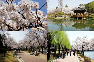 경주시, 벚꽃 날리는 황홀한 경주의 봄 ˝제1회 경주벚꽃축제˝ 31일 개막 