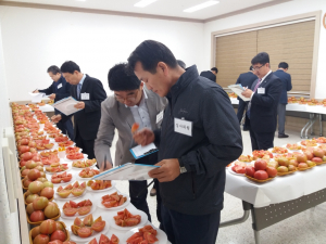 경주시, 명품 이사금 토마토 품평회 개최 