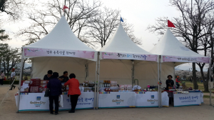 경주시, 벚꽃 축제기간 ‘농특산물판매장’ 특별 운영 