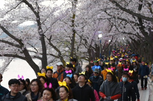 경북관광공사, 벚꽃 만개한 `보문호반 달빛걷기` 아름다운 밤이에요!! 