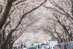 경주시, 벚꽃 향연 `제1회 경주 벚꽃축제` 35만 넘는 인파로 `인산인해`