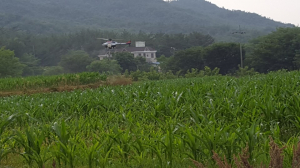 경주시, 멸강나방 대발생지구 `병해충 119` 긴급방제
