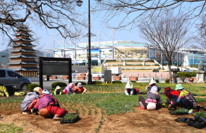 경주시, 시가지 봄꽃 식재 `상춘객 봄 기운 만끽` 
