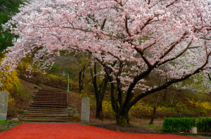 경주세계문화엑스포, 경주 최고의 벚꽃 군락지로 떠나는 나만의 ˝벚꽃여행˝ 