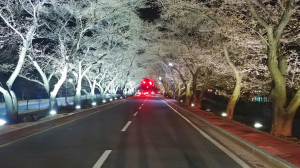 경주시 ˝핑크빛 벚꽃과 함께 경주의 화려한 봄 즐기세요!!˝ 