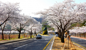 경주시, 보문단지 삼거리 첨성대 모형 꽃탑 `봄꽃` 식재 
