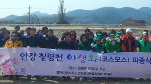 경주시 안강읍, 칠평천 둔치 코스모스 야생화 단지 조성 