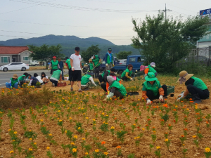 경주시 양남면 새마을협의회, 아름다운 `꽃밭` 조성 