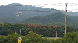 경주시 역사유적지구 남산 `소나무재선충병` 발생