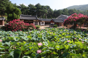 [사진] 경주시 손곡동 ˝종오정˝ 연꽃. 배롱나무 꽃의 아름다운 자태