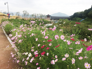경주시 월성동, 새로운 볼거리 가을의 전령사 `코스모스 꽃길` 