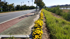 경주시 황성동, 아름다운 국화 꽃길 조성 