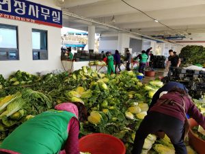 경주시 감포읍, 새마을협의회.부녀회 `절임 배추 2만포기` 복지시설 전달 
