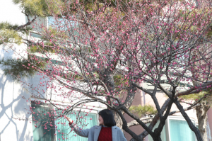 봄이 오고 있다!! 경주우방명사마을에 핀 ˝홍매화˝