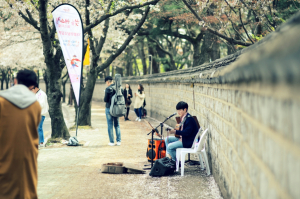 경주시, 고즈넉한 느낌과 화려한 벚꽃의 만남 ˝2019 경주벚꽃축제˝ 