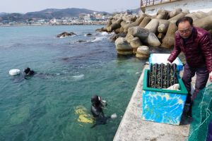 경주시, 어린 전복 9만 마리 마을어장 무상 방류 
