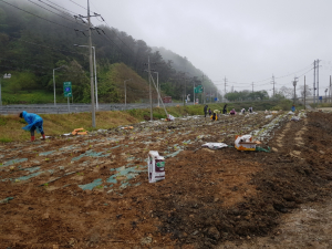경주시 양북면 청년특우회, 접시꽃 단지 조성 