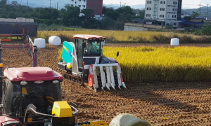 경주시, 논 타작물 재배 시 `기본지원금 외 ha당 100만원 추가 지원 확정` 