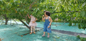 경주시 ˝새콤달콤 체리 열매 따러 경주 동궁원으로 오세요˝