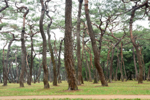 경주시, 시민의 숲 `황성공원` 쾌적하고 깨끗하게 단장 