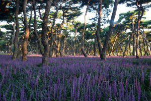 경주시, 황성공원 맥문동 개화 보랏빛 물결로 ‘출렁’ 