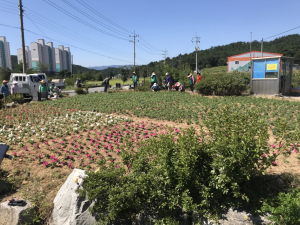 경주시 천북면, 가로변 대형화분 가을꽃 식재 