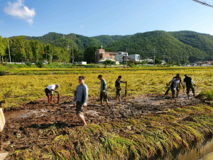 경주시 동천동, 육군 제7516부대 1대대 쓰러진 벼 세우기 일손돕기 `구슬땀` 