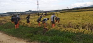 경주시 외동읍, 육군 제7615부대 장병 벼 세우기 봉사활동 전개 