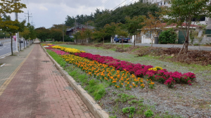 경주시 충효동, 태종로. 충효생태하천 국화꽃길 조성