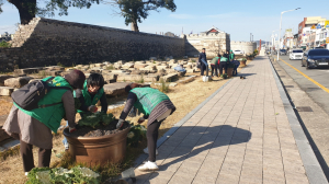 경주시 중부동 새마을부녀회, 경주읍성 주변 꽃양배추 식재