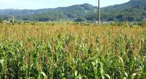 경주시, 논타작물 재배 지원사업 접수 `목표면적 도달 시 조기 마감` 