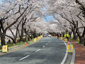 경주경찰서, 코로나 19 예방 `드라이브 스루 벚꽃 관광 함께 해요`