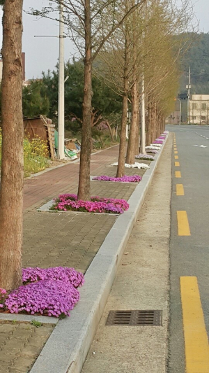 경주시, 화랑마을 진입 양편 가로수 주변 `꽃잔디` 만개 