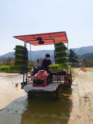 경주시, 산내면 외칠리들 `첫 모내기` 
