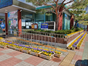 경주시 성건동, 펜지꽃 만개 `클린양심화분` 현장 비치