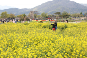 경주 동부사적지 일대 유채꽃의 유혹!! 그러나 아직도 `춘래불사춘`