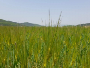 경주시, 신품종 다수확 사료작물 종자 생산 보급체계 구축 