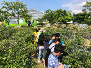 경주시 동궁원, 수확 적기 관람객 참여 `블루베리 열매따기 체험` 