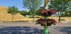 경주시, 화사한 도로경관 연출 `가로등 걸이화분` 설치 
