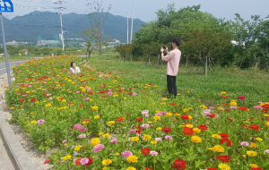 경주시 외동읍, 연안.구어 삼거리 텃밭 백일홍 만개 