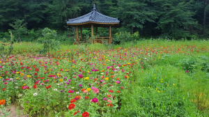 경주시 월성동, 명활성 입구 백일홍 꽃 만개 