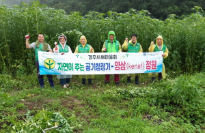 경주시 새마을회, 케나프(양삼) 1차 수확 