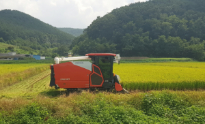 경주시, 산내면 이상목 농가 `올해 첫 벼 베기 수확` 