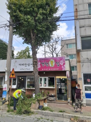 경주시, 자연재해 대비 가로수 전정 작업 시행 