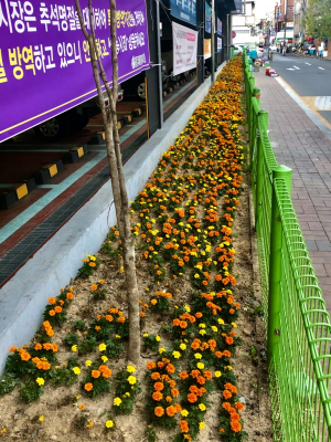 경주시 황오동 ˝예쁜 가을꽃이 피었습니다˝ 